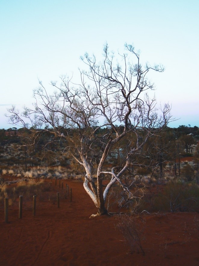 The Petrified Forest